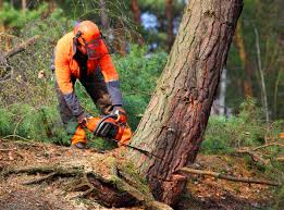 Reliable Winters, CA Tree Removal Solutions