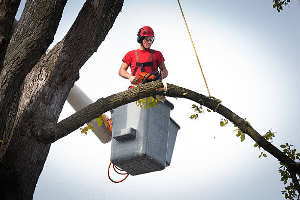 How Our Tree Care Process Works  in  Winters, CA