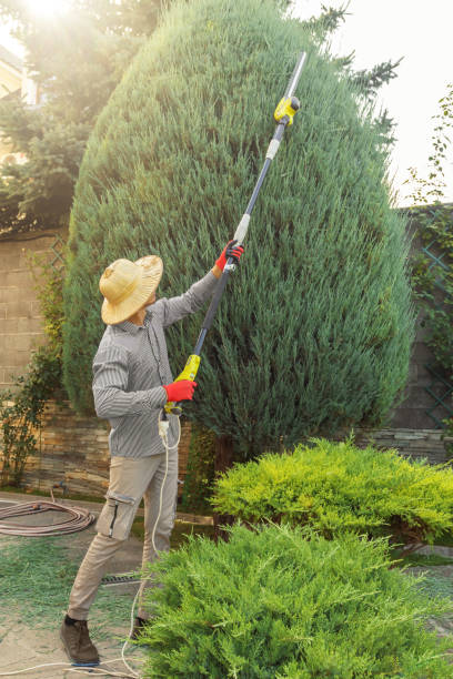 Lawn Drainage Solutions in Winters, CA
